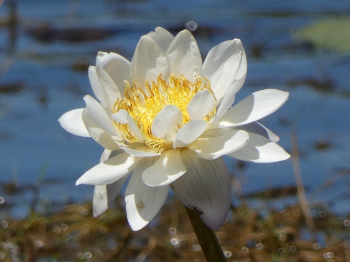 Nymphaea violacea