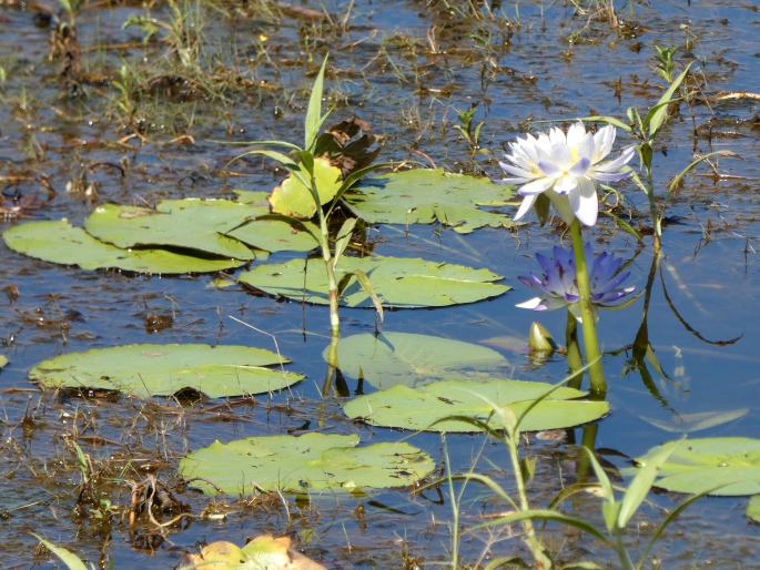 Nymphaea violacea