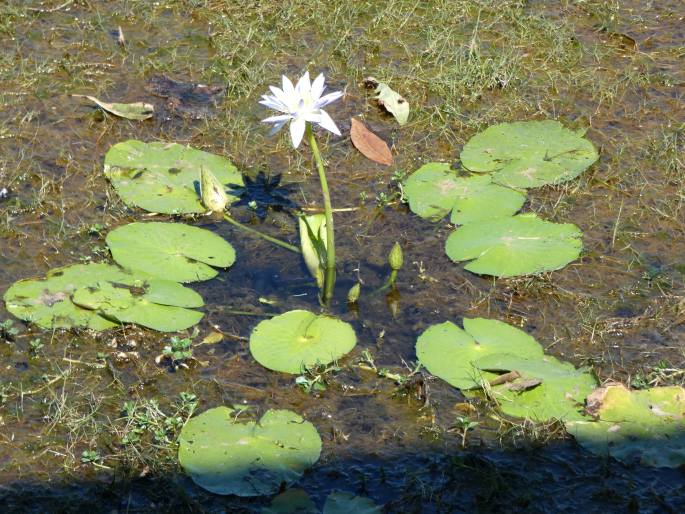 Nymphaea violacea