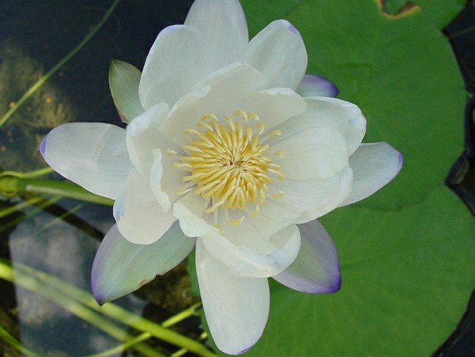 NYMPHAEA IMMUTABILIS S. W. L. Jacobs – leknín / lekno