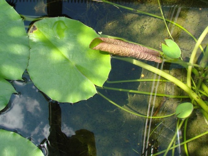 Nymphaea immutabilis