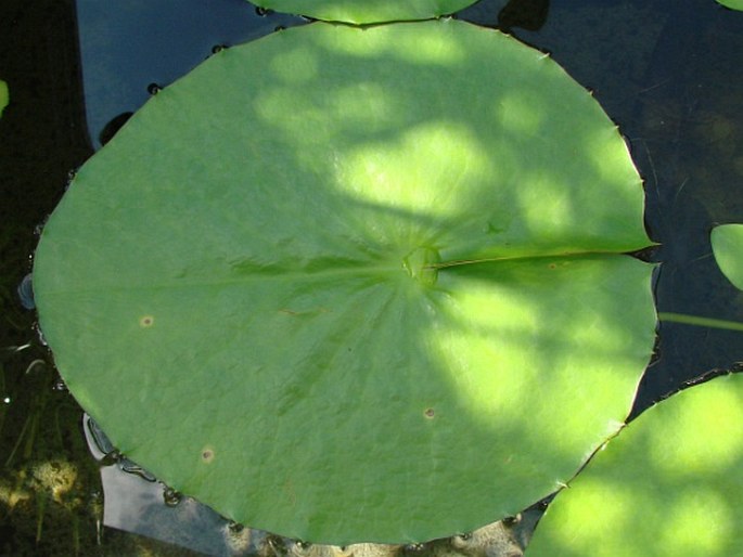 Nymphaea immutabilis