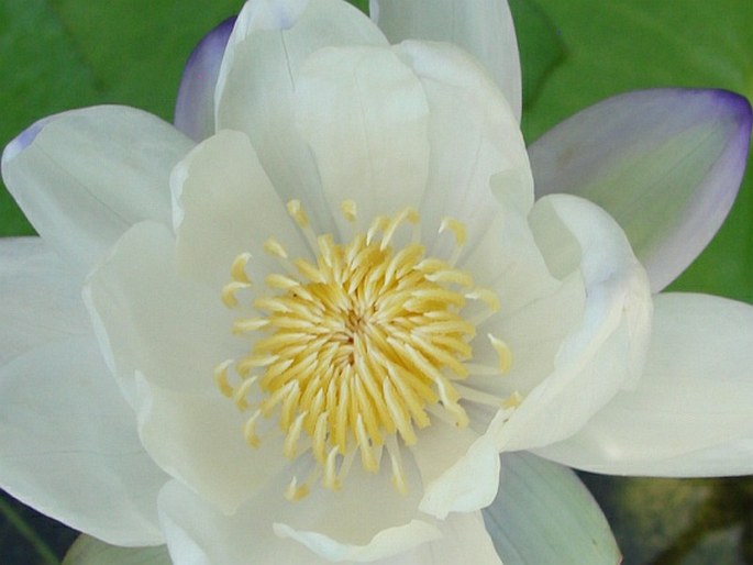 Nymphaea immutabilis