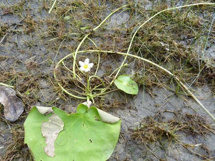 Nymphoides indica