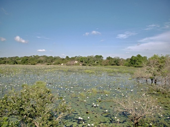 Nymphaea lotus