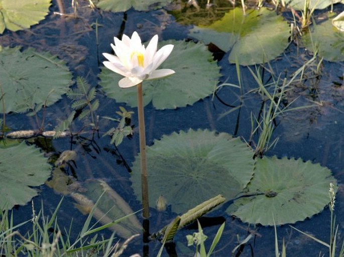 Nymphaea lotus