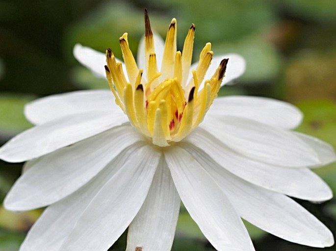 Nymphaea lotus