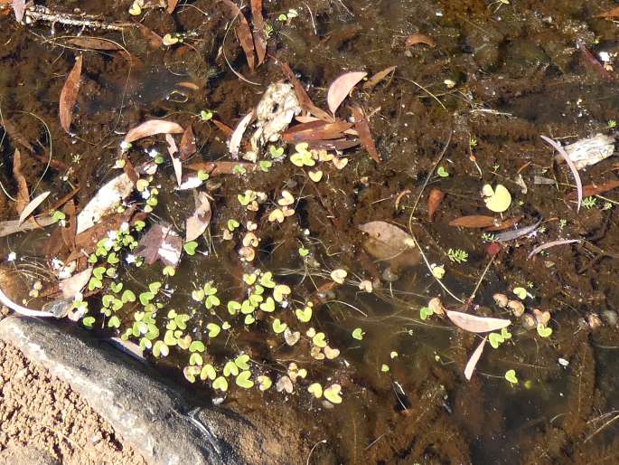 Nymphoides minima