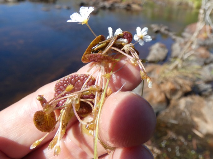 Nymphoides minima