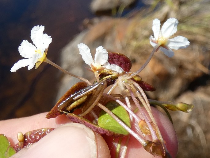 Nymphoides minima