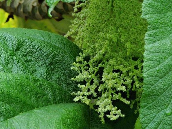 Obetia ficifolia