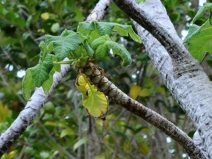 Obetia ficifolia