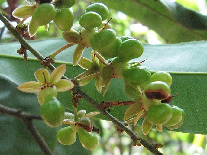 Ochna integerrima