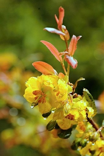 Ochna serrulata