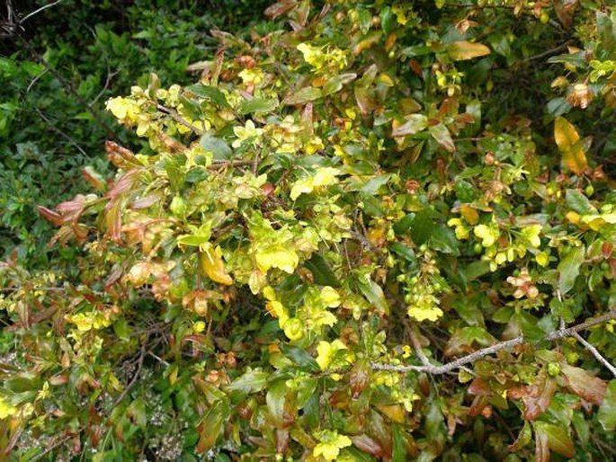 Ochna serrulata