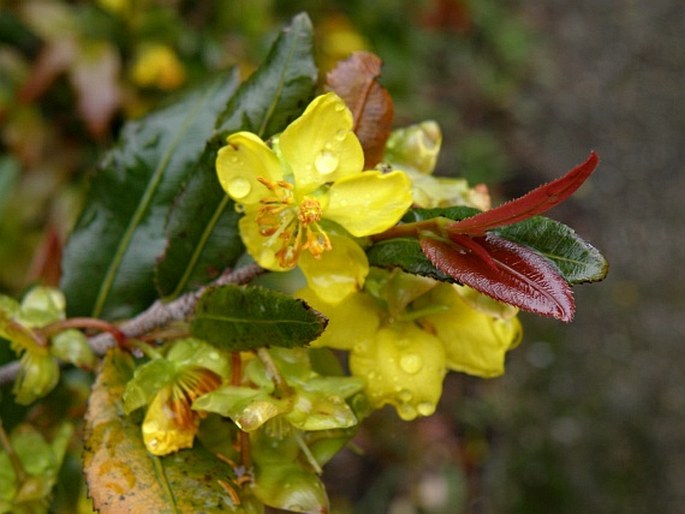 Ochna serrulata