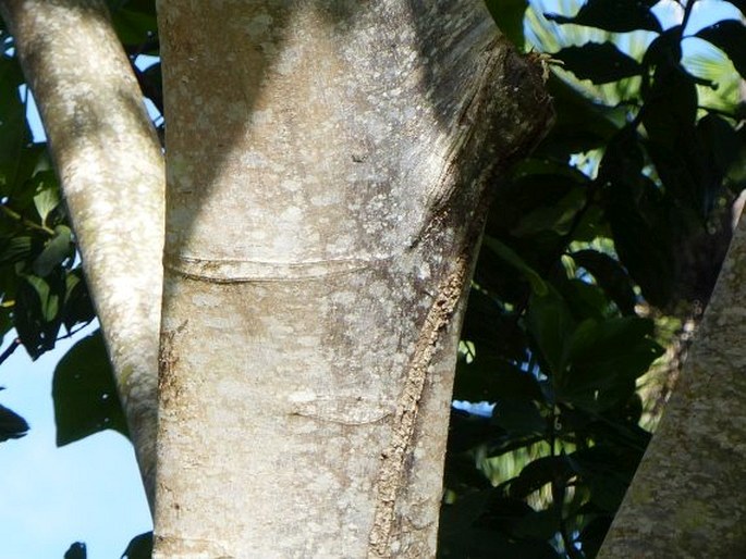 Ochroma pyramidale