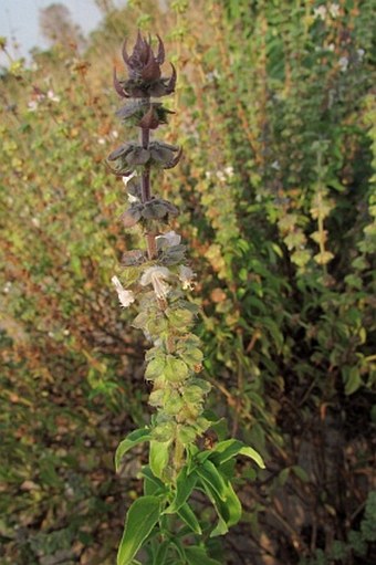 Ocimum americanum