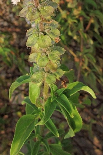 Ocimum americanum