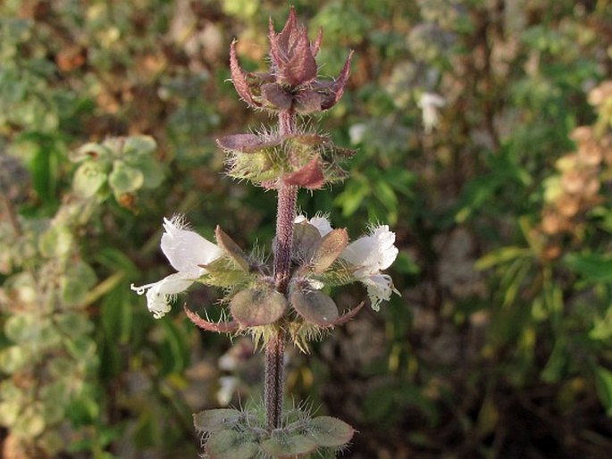 OCIMUM AMERICANUM L. – bazalka