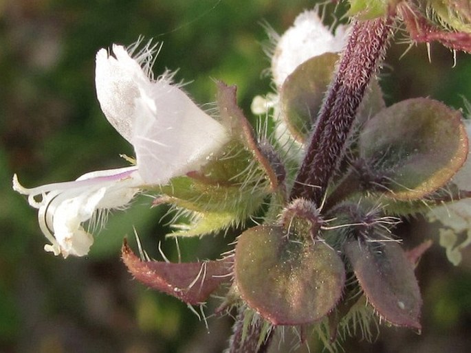 Ocimum americanum