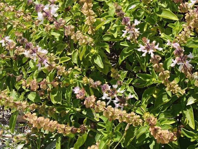 Ocimum forsskaolii