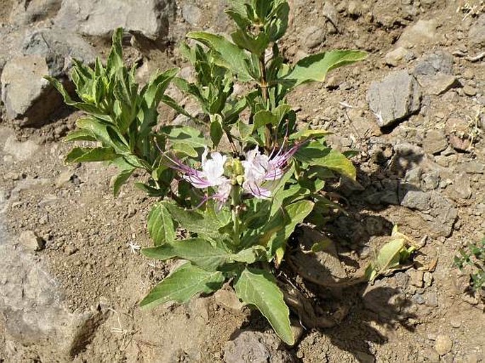 Ocimum grandiflorum