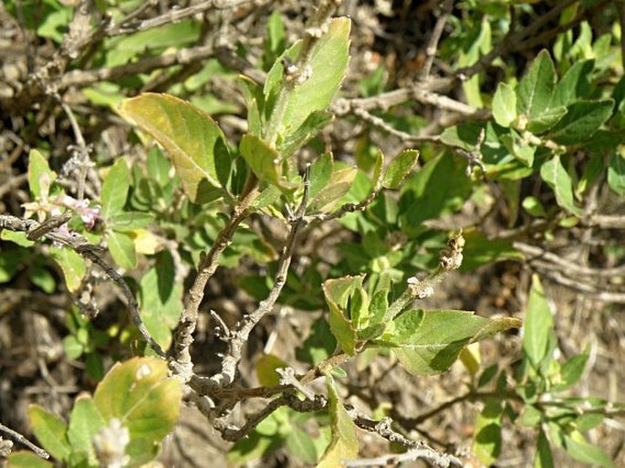 Ocimum grandiflorum