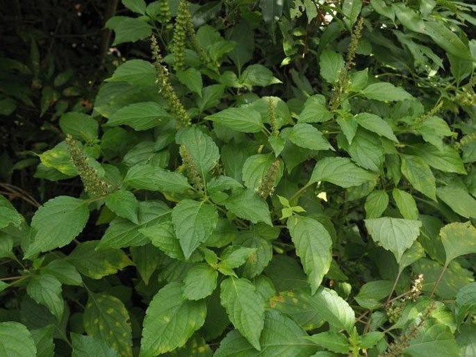 Ocimum gratissimum