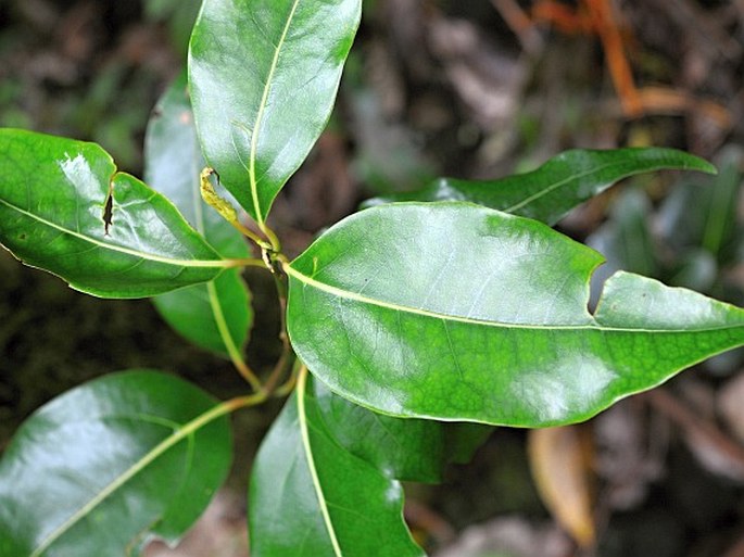 OCOTEA OBTUSATA (Nees) Kosterm. - obaleň