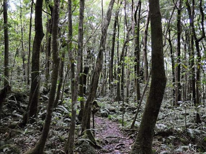 Ocotea obtusata