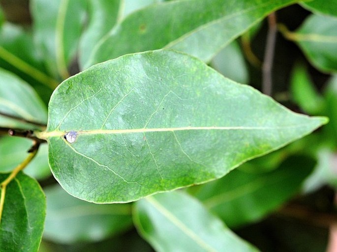 Ocotea obtusata