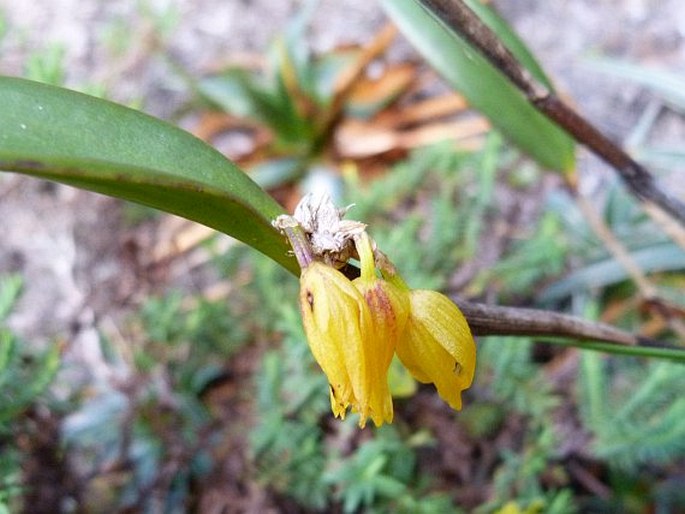 OCTOMERIA CONNELLII Rolfe