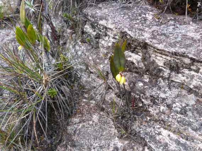 Octomeria connellii