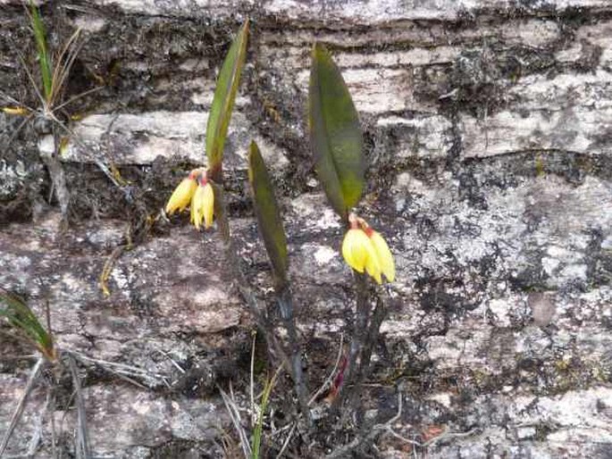 Octomeria connellii