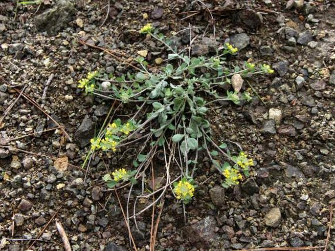 Odontarrhena akamasica