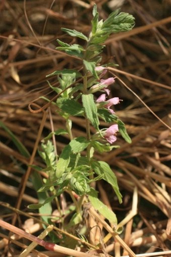 Odontites vernus subsp. vernus