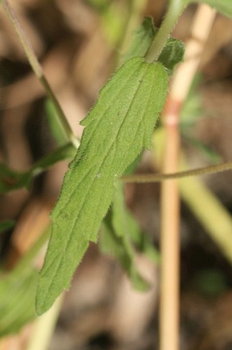 Odontites vernus subsp. vernus