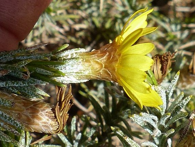 Oedera acerosa