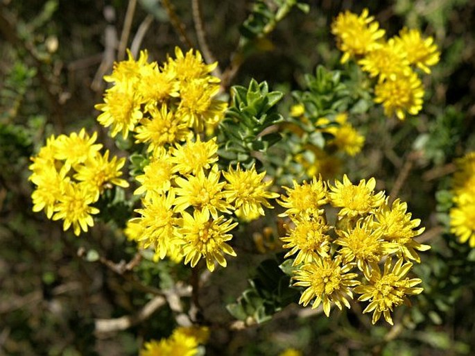 OEDERA SQUARROSA (L.) Anderb. et K. Bremer