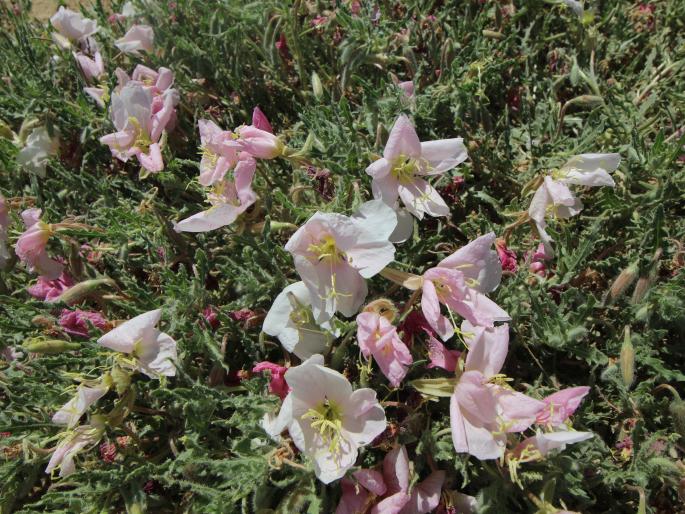 Oenothera avita