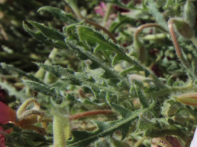 Oenothera avita