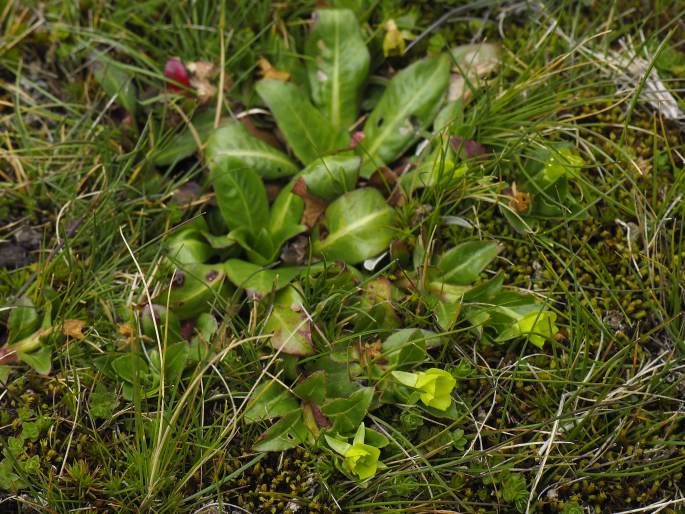 Oenothera multicaulis