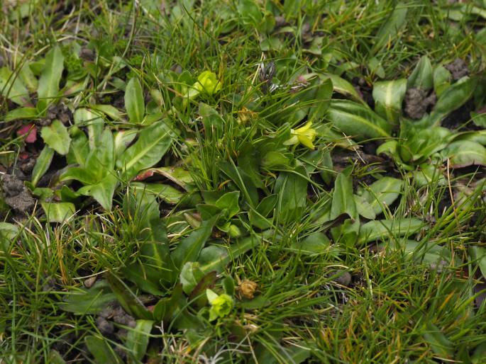 Oenothera multicaulis