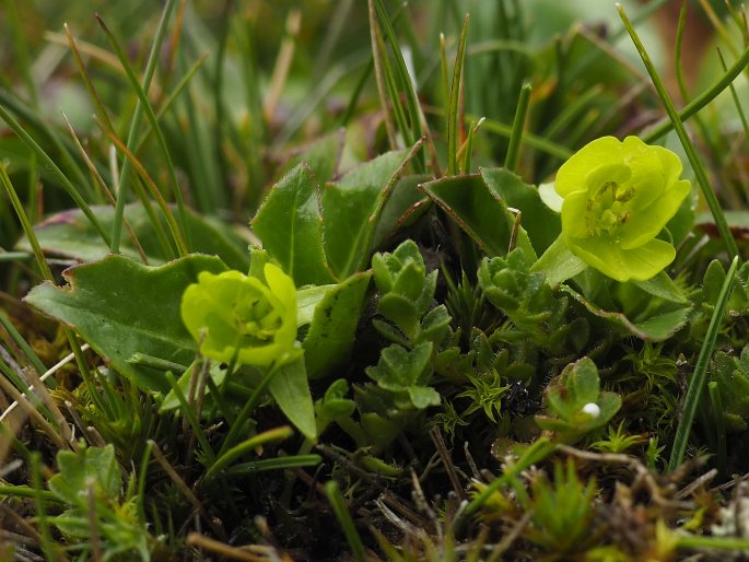 Oenothera multicaulis