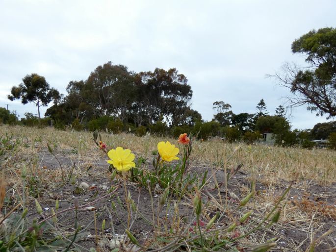 Oenothera stricta