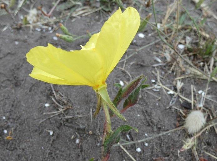 Oenothera stricta