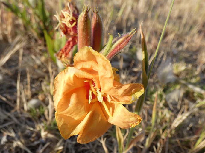 Oenothera stricta