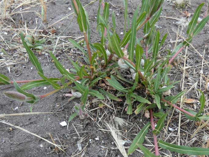 Oenothera stricta