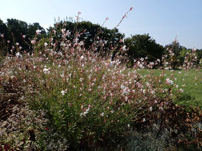 Oenothera lindheimeri